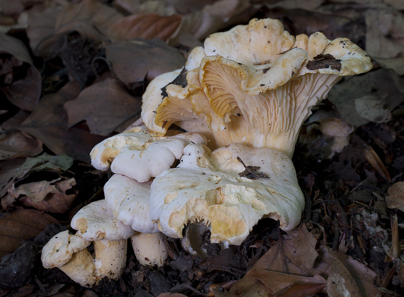 Cantharellus pallens